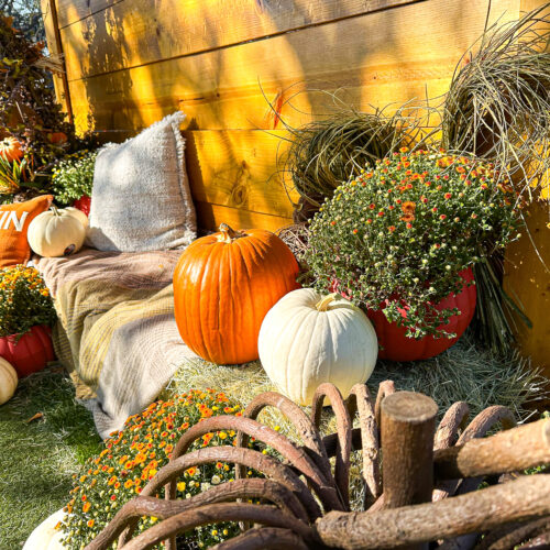 districton46fallfestival